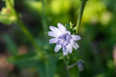 Cikorie Cichorium intybus 5-10 potte P9 Cichorium intybus