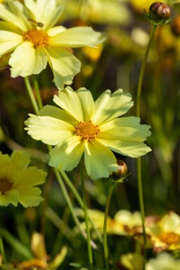 Skønhedsøje Coreopsis verticillata 'Full Moon' 5-10 potte P9 Coreopsis verticillata 'Full Moon'