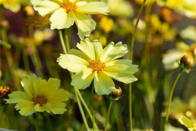 Skønhedsøje Coreopsis verticillata 'Full Moon' 5-10 potte P9 Coreopsis verticillata 'Full Moon'
