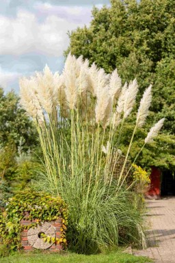 Pampasgræs Cortaderia selloana 5-10 potte P9 Cortaderia selloana