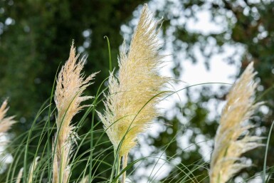 Pampasgræs Cortaderia selloana 5-10 potte P9 Cortaderia selloana