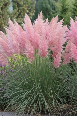Pampasgræs Cortaderia selloana 'Rosea' 5-10 potte P9 Cortaderia selloana 'Rosea'