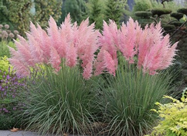 Pampasgræs Cortaderia selloana 'Rosea' 5-10 potte P9 Cortaderia selloana 'Rosea'