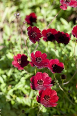Chokoladeblomst Cosmos atrosanguineus 5-10 potte P9 Cosmos atrosanguineus