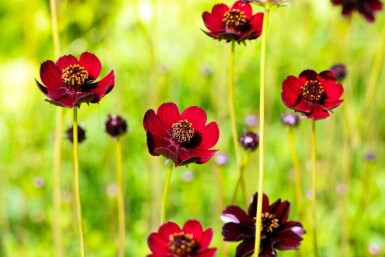 Chokoladeblomst Cosmos atrosanguineus 5-10 potte P9 Cosmos atrosanguineus