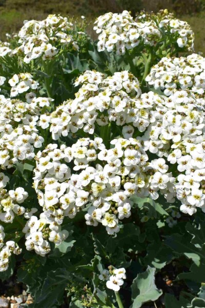 Strandkål Crambe maritima 5-10 potte P9 Crambe maritima