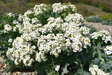 Strandkål Crambe maritima 5-10 potte P9 Crambe maritima