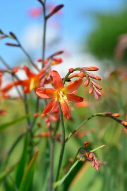 Montbretia Crocosmia x crocosmiiflora 'Carmine Brilliant' 5-10 potte P9 Crocosmia x crocosmiiflora 'Carmine Brilliant'