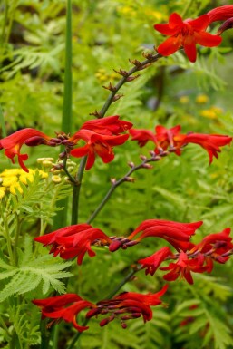 Montbretia Crocosmia x crocosmiiflora 'Emberglow' 5-10 potte P9 Crocosmia x crocosmiiflora 'Emberglow'