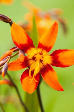 Montbretia Crocosmia x crocosmiiflora 'Emily McKenzie' 5-10 potte P9 Crocosmia x crocosmiiflora 'Emily McKenzie'