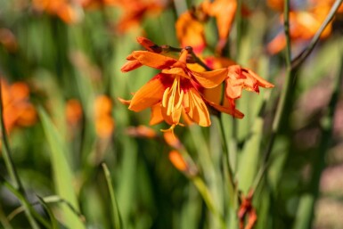 Montbretia Crocosmia x crocosmiiflora 'Emily McKenzie' 5-10 potte P9 Crocosmia x crocosmiiflora 'Emily McKenzie'