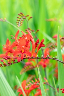 Montbretia Crocosmia x crocosmiiflora 'Lucifer' 5-10 potte P9 Crocosmia x crocosmiiflora 'Lucifer'