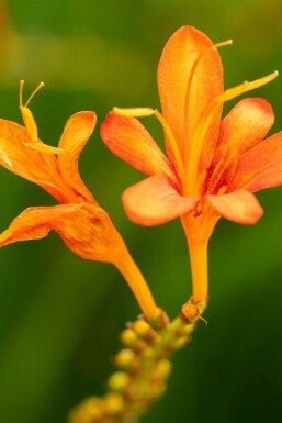 Montbretia Crocosmia masoniorum 5-10 potte P9 Crocosmia masoniorum