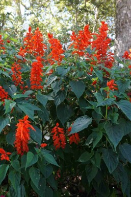 Montbretia Crocosmia x crocosmiiflora 'Red King' 5-10 potte P9 Crocosmia x crocosmiiflora 'Red King'