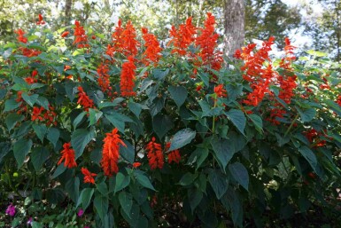Montbretia Crocosmia x crocosmiiflora 'Red King' 5-10 potte P9 Crocosmia x crocosmiiflora 'Red King'
