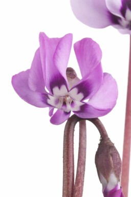 Alpeviol Cyclamen coum 5-10 potte P9 Cyclamen coum