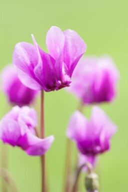 Alpeviol Cyclamen hederifolium 5-10 potte P9 Cyclamen hederifolium
