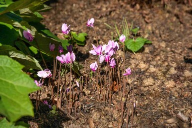 Alpeviol Cyclamen hederifolium 5-10 potte P9 Cyclamen hederifolium