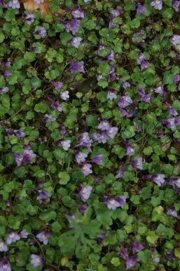 Vægplante Cymbalaria muralis 5-10 potte P9 Cymbalaria muralis