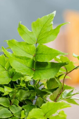 Japansk kristtornbregne Cyrtomium fortunei 5-10 potte P9 Cyrtomium fortunei