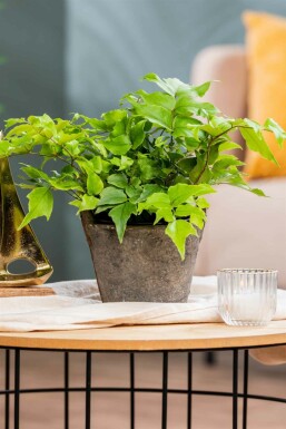 Japansk kristtornbregne Cyrtomium fortunei 5-10 potte P9 Cyrtomium fortunei