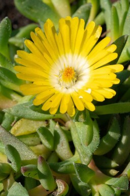 Isblomst Delosperma congestum 5-10 potte P9 Delosperma congestum