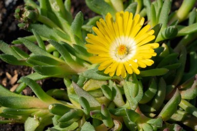 Isblomst Delosperma congestum 5-10 potte P9 Delosperma congestum