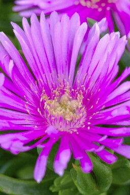 Isblomst Delosperma cooperi 5-10 potte P9 Delosperma cooperi