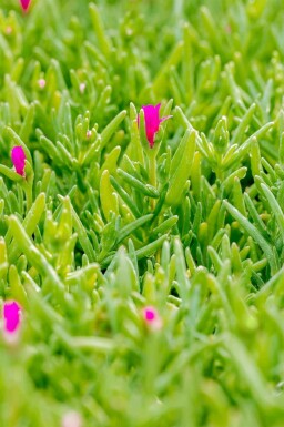 Isblomst Delosperma cooperi 5-10 potte P9 Delosperma cooperi