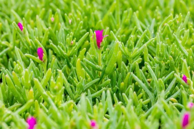 Delosperma cooperi