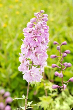 Delphinium pacific 'Astolat'