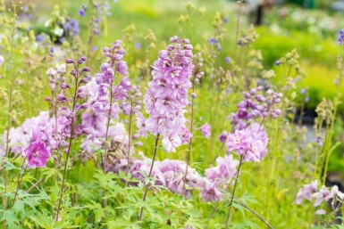 Ridderspore Delphinium pacific 'Astolat' 5-10 potte P9 Delphinium pacific 'Astolat'