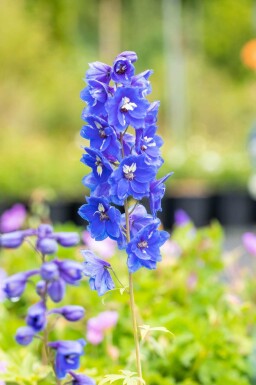Ridderspore Delphinium pacific 'Blue Bird' 5-10 potte P9 Delphinium pacific 'Blue Bird'