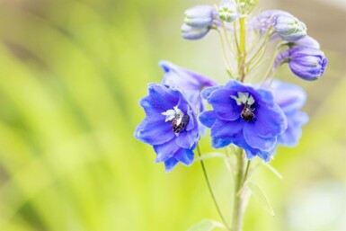 Ridderspore Delphinium pacific 'Blue Bird' 5-10 potte P9 Delphinium pacific 'Blue Bird'
