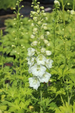 Ridderspore Delphinium pacific 'Galahad' 5-10 potte P9 Delphinium pacific 'Galahad'