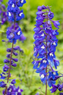 Ridderspore Delphinium pacific 'King Arthur' 5-10 potte P9 Delphinium pacific 'King Arthur'