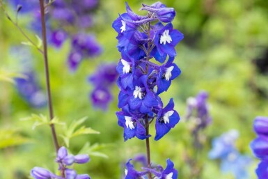 Ridderspore Delphinium pacific 'King Arthur' 5-10 potte P9 Delphinium pacific 'King Arthur'