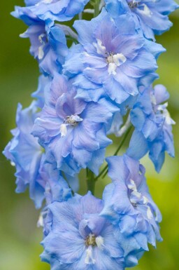 Ridderspore Delphinium pacific 'Summer Skies' 5-10 potte P9 Delphinium pacific 'Summer Skies'