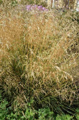 Tuegræs Deschampsia cespitosa 'Palava' 5-10 potte P9 Deschampsia cespitosa 'Palava'