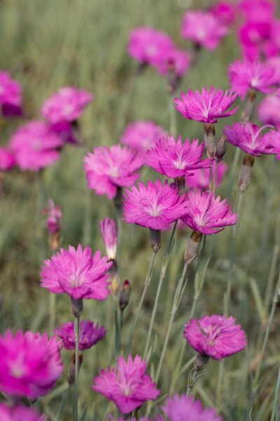 Engnellike Dianthus carthusianorum 5-10 potte P9 Dianthus carthusianorum