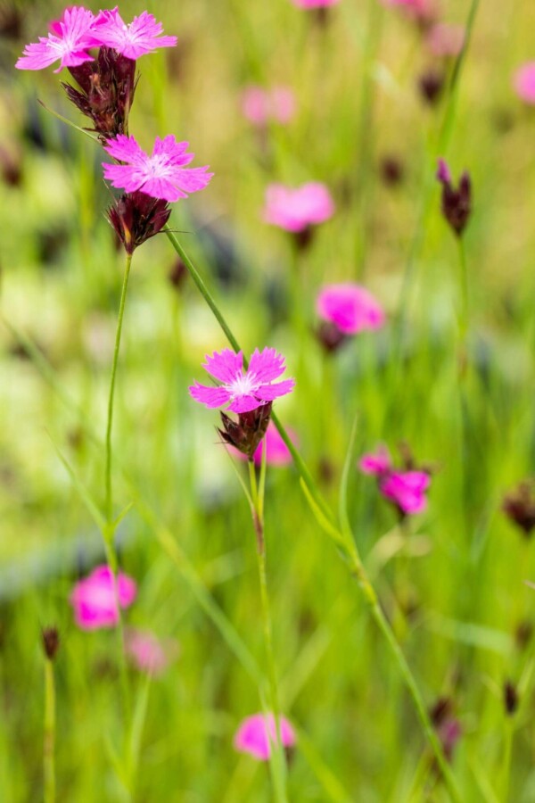Engnellike Dianthus carthusianorum 5-10 potte P9 Dianthus carthusianorum