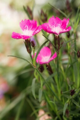 Nellike Dianthus caryophyllus 'Kahori' 5-10 potte P9 Dianthus caryophyllus 'Kahori'