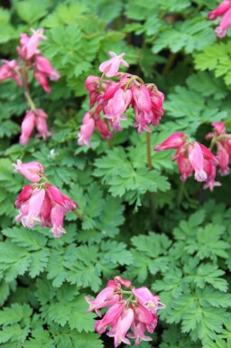Løjtnantshjerte Dicentra formosa 'Luxuriant' 5-10 potte P9 Dicentra formosa 'Luxuriant'