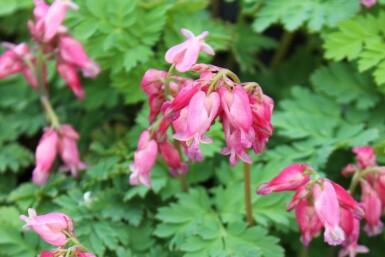 Løjtnantshjerte Dicentra formosa 'Luxuriant' 5-10 potte P9 Dicentra formosa 'Luxuriant'