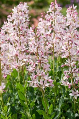 Gasplante Dictamnus albus 5-10 potte P9 Dictamnus albus