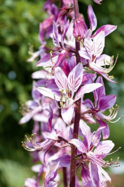 Gasplante Dictamnus albus 5-10 potte P9 Dictamnus albus