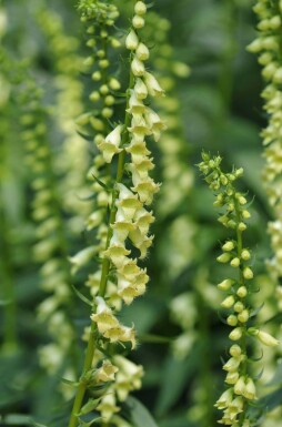 Gul fingerbøl Digitalis lutea 5-10 potte P9 Digitalis lutea