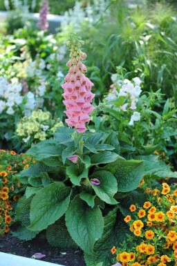 Fingerbøl Digitalis 'Mertonensis' 5-10 potte P9 Digitalis 'Mertonensis'