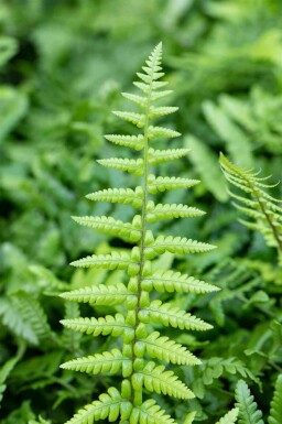 Bregne Dryopteris affinis 5-10 potte P9 Dryopteris affinis