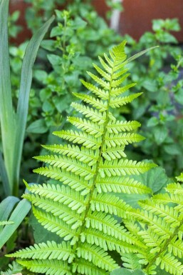 Bregne Dryopteris affinis 5-10 potte P9 Dryopteris affinis